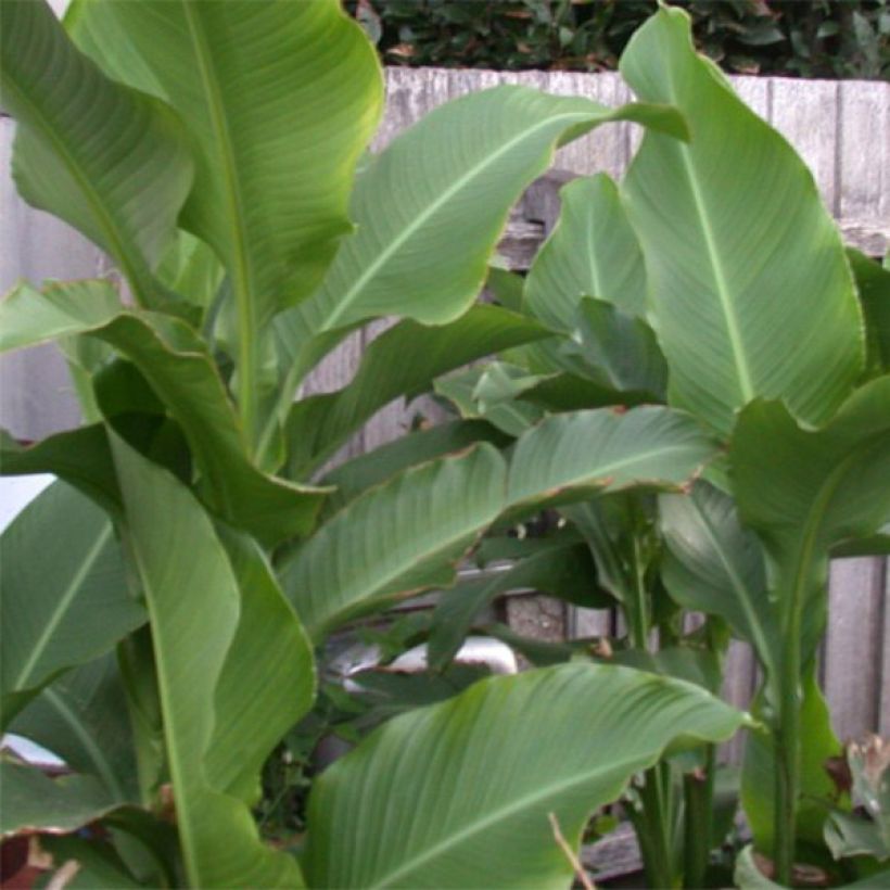 Canna Petit Poucet - Balisier nain jaune picté de rouge (Foliage)