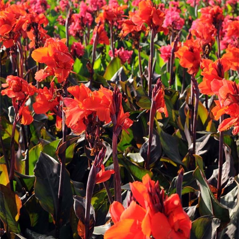 Canna Red King Humbert - Balisier rouge vif. (Flowering)