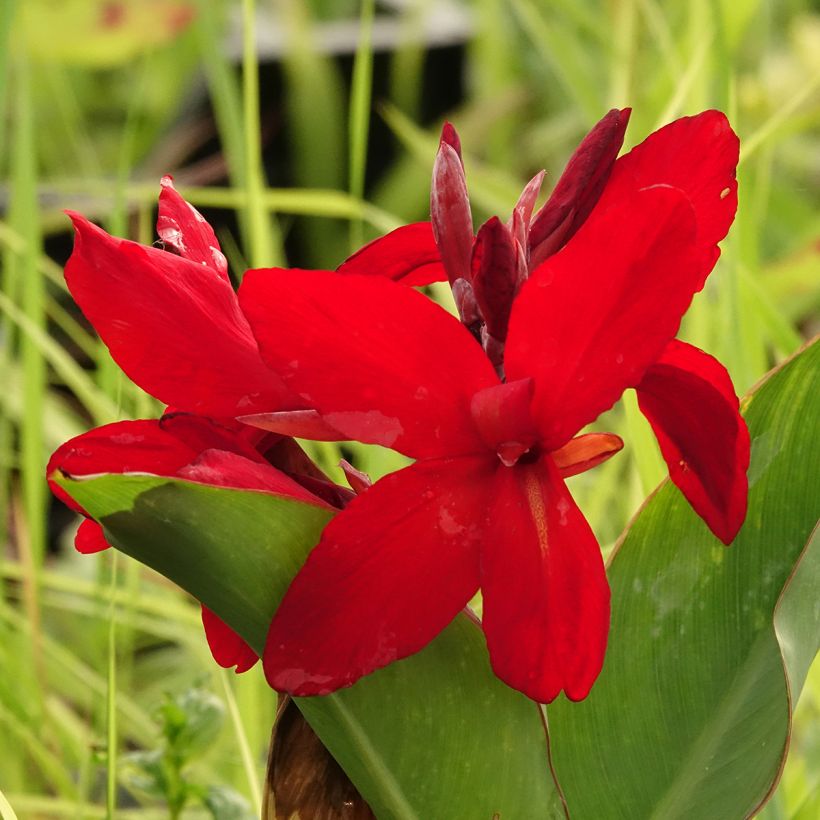 Canna Strasbourg - Balisier de taille moyenne, à fleurs rouge sang. (Flowering)