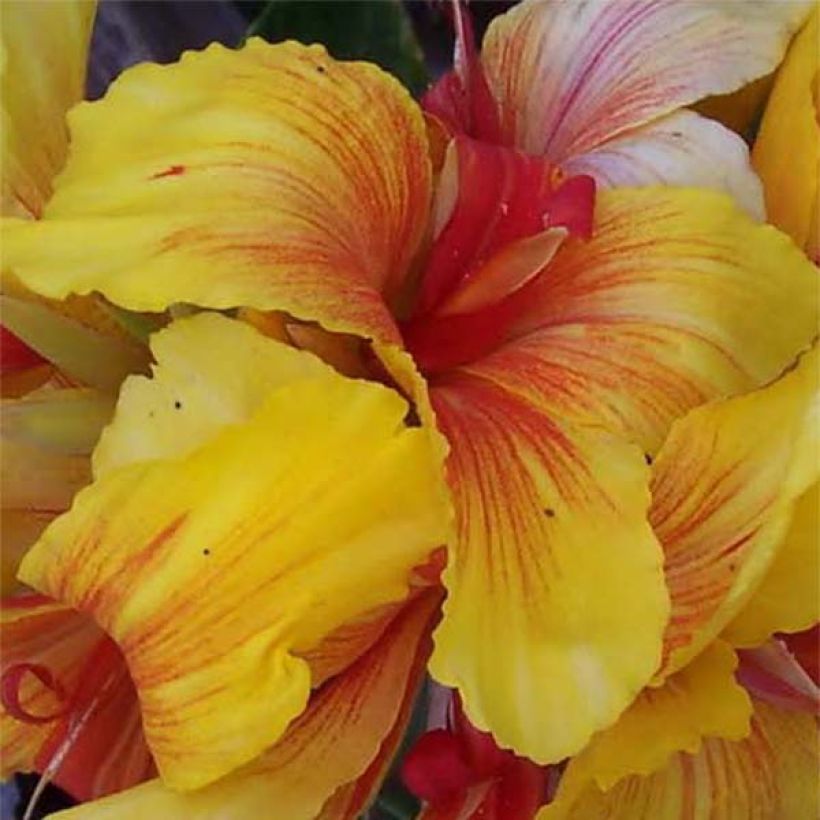 Canna Talisman - Balisier jaune et orangé (Flowering)