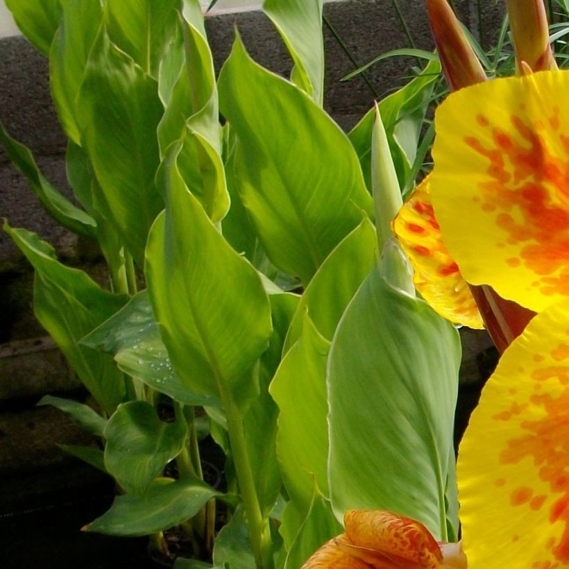 Canna Taroudant - Balisier nain, à fleurs orange vif, largement bordé de jaune. (Foliage)