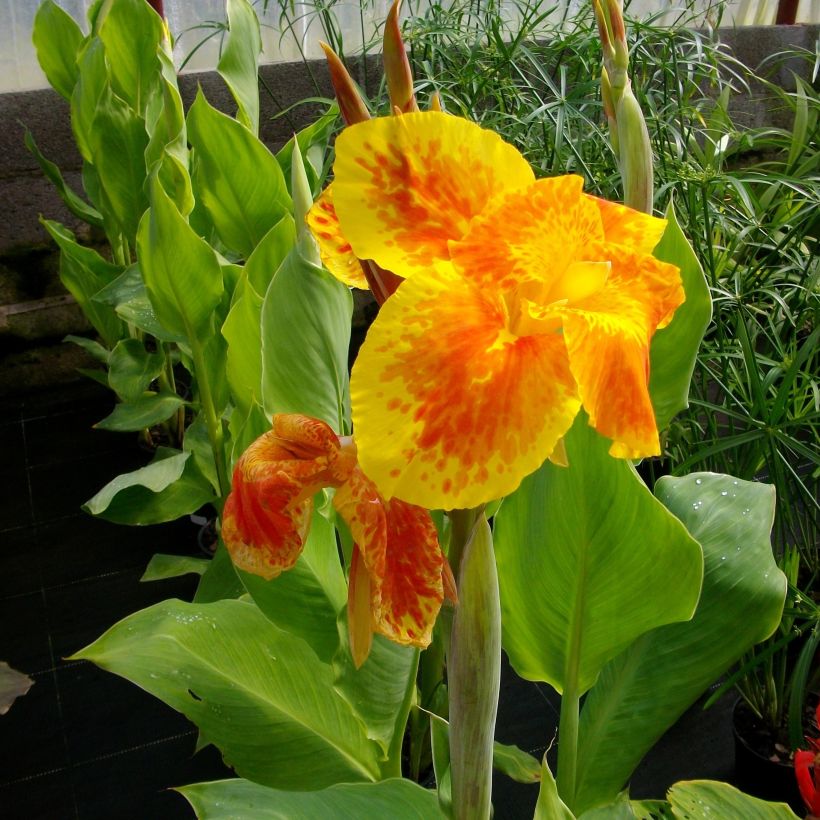 Canna Taroudant - Balisier nain, à fleurs orange vif, largement bordé de jaune. (Flowering)