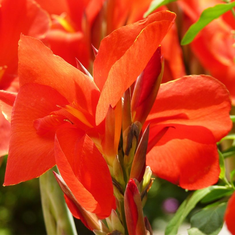 Canna Tarouking - Balisier (Flowering)