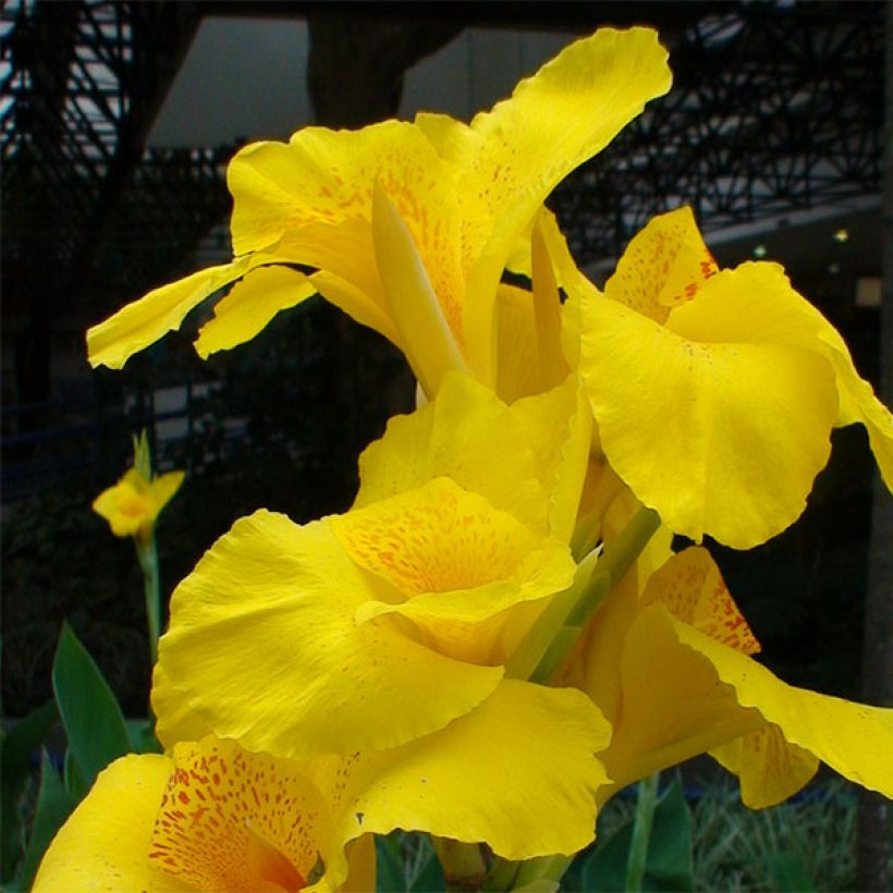 Canna Yellow Humbert - Balisier jaune  picté d'orange (Flowering)