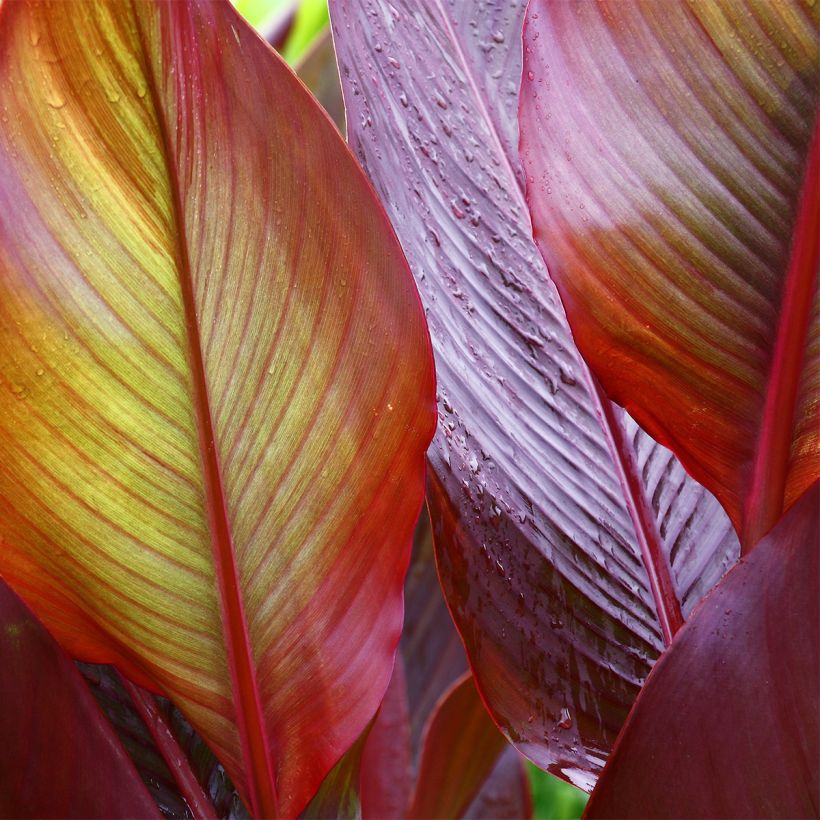 Canna Red Wine - Balisier (Foliage)