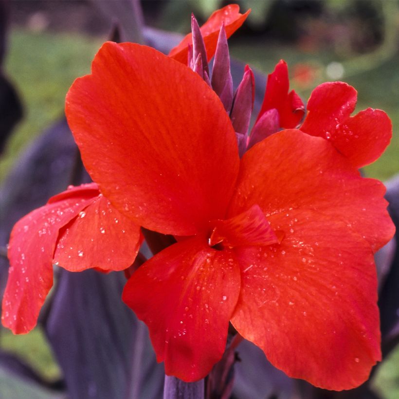Canna Red Wine - Balisier (Flowering)