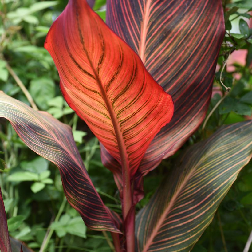 Canna Durban (Foliage)