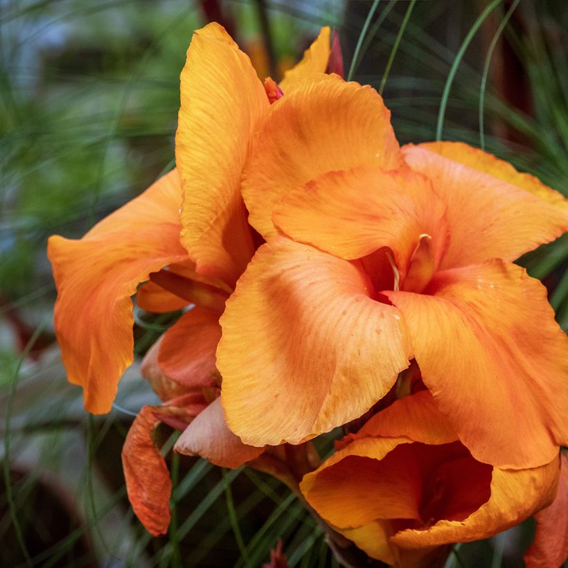 Canna Durban (Flowering)