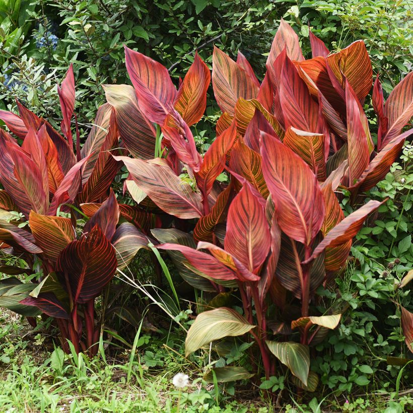 Canna Durban (Plant habit)