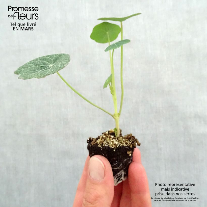 Example of Capucine Baby Orange - Tropaeolum majus Mini-motte Ø 3/4 cm as you get in printemps