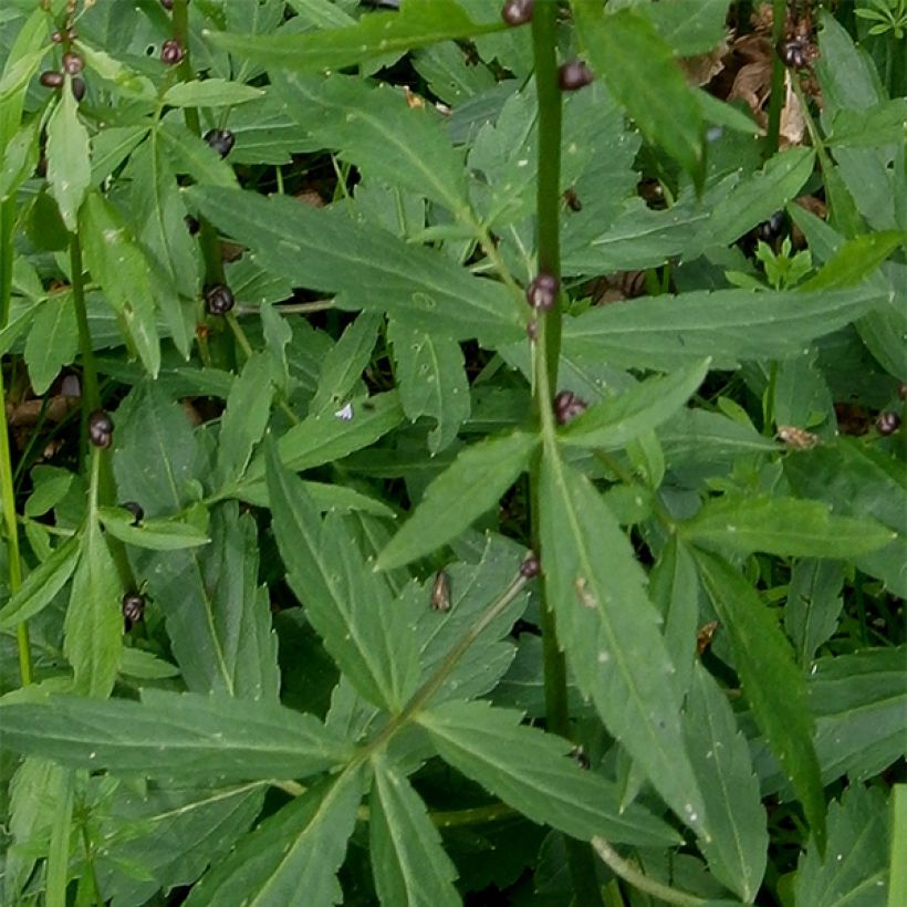 Cardamine bulbifera, Cresson des près (Foliage)