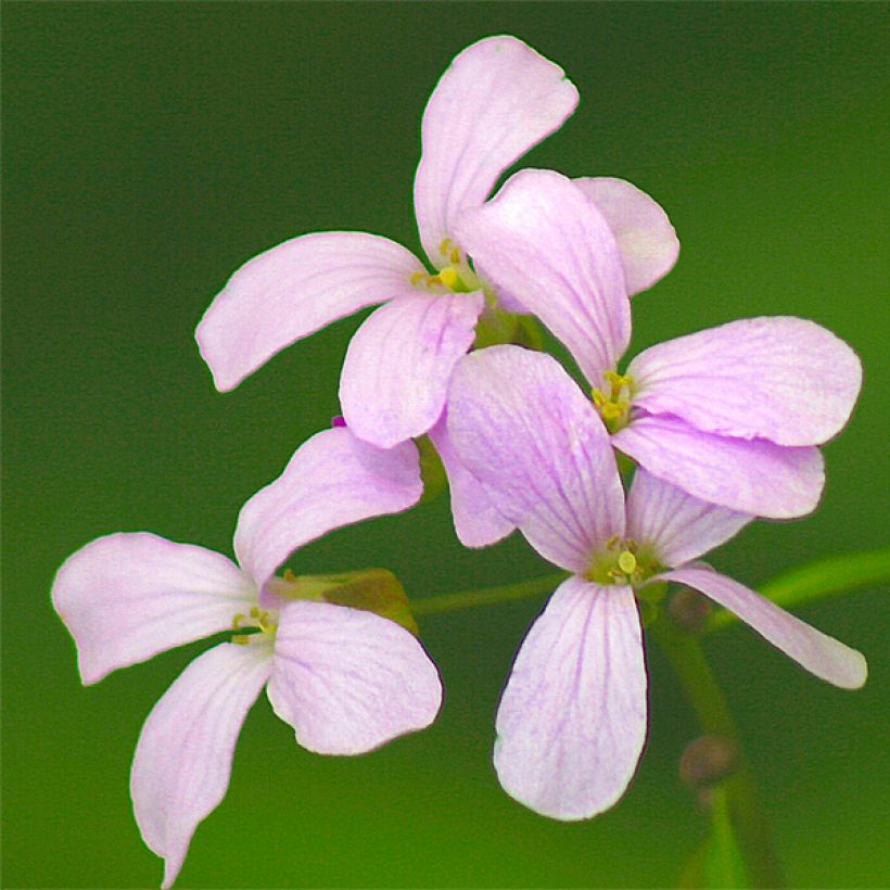 Cardamine bulbifera, Cresson des près (Flowering)