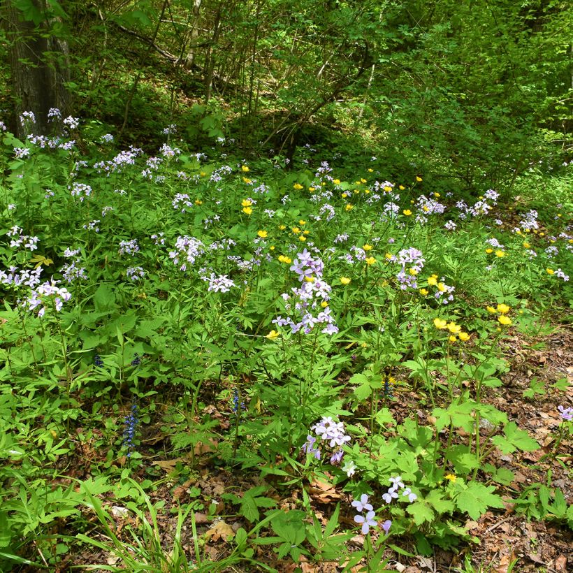 Cardamine bulbifera, Cresson des près (Plant habit)