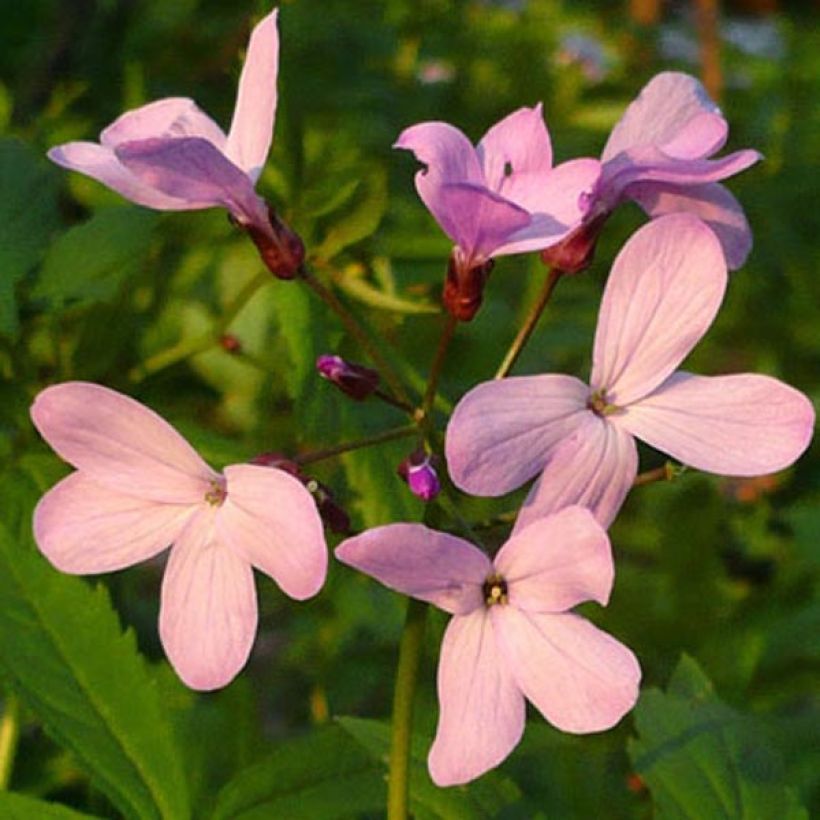 Cardamine quinquefolia - Cresson des près (Flowering)