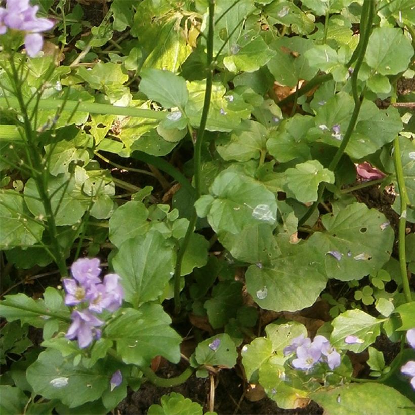 Cardamine raphanifolia, Cresson des près (Foliage)