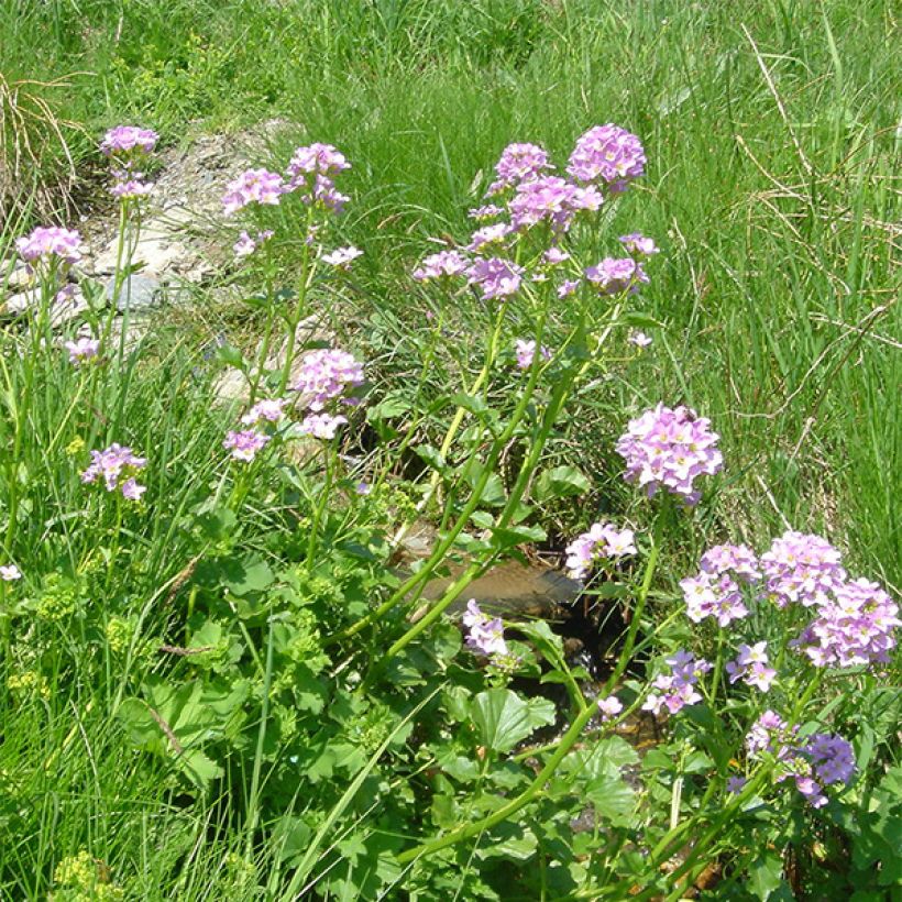 Cardamine raphanifolia, Cresson des près (Flowering)