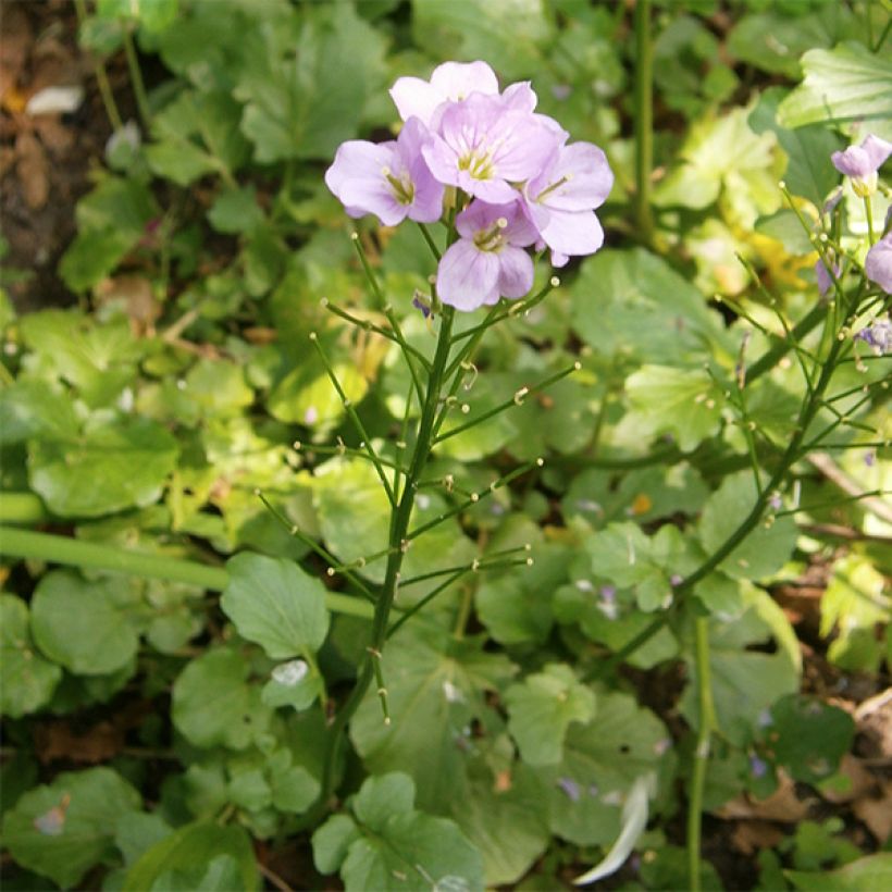 Cardamine raphanifolia, Cresson des près (Plant habit)