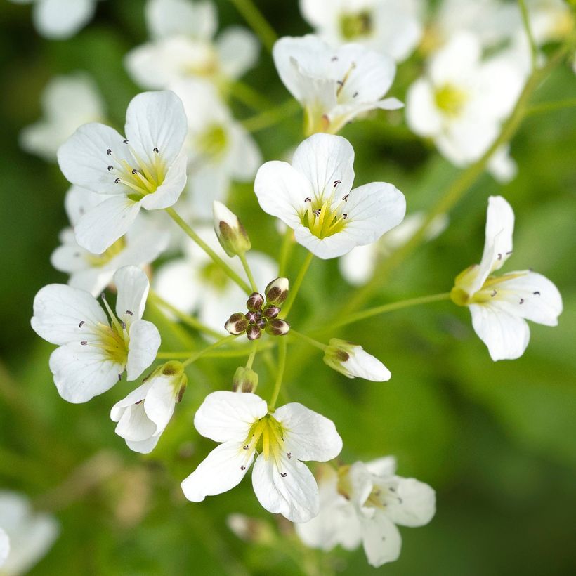 Cardamine yezoensis, Cresson des près (Flowering)