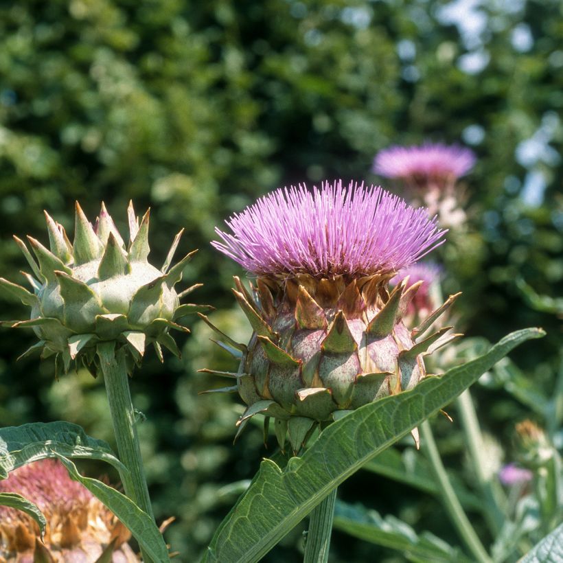Cardon plein blanc inerme - Cynara cardunculus (Flowering)