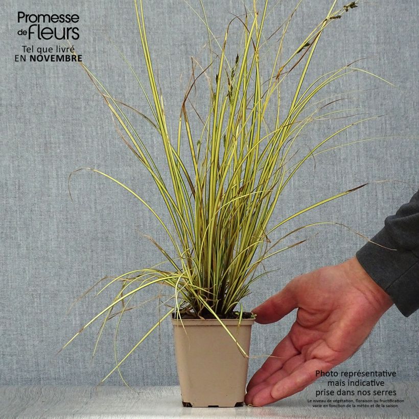 Example of Carex brunnea Jenneke - Laîche Godet de 8/9 cm as you get in automne