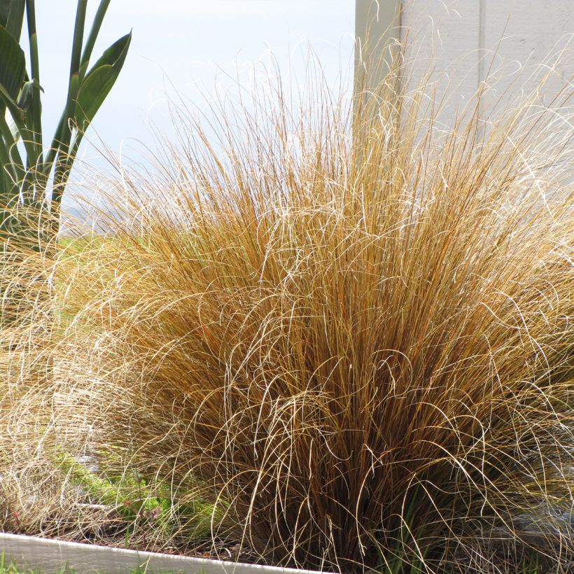 Carex buchananii Red Rooster - Laîche de Buchanan (Plant habit)