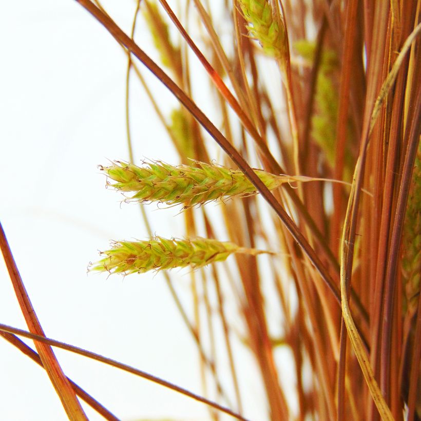 Carex comans Bronze Form - Laîche de Nouvelle-Zélande (Flowering)