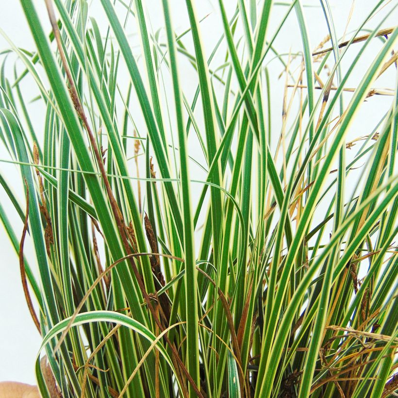 Carex conica Snowline - Laîche de Corée (Foliage)