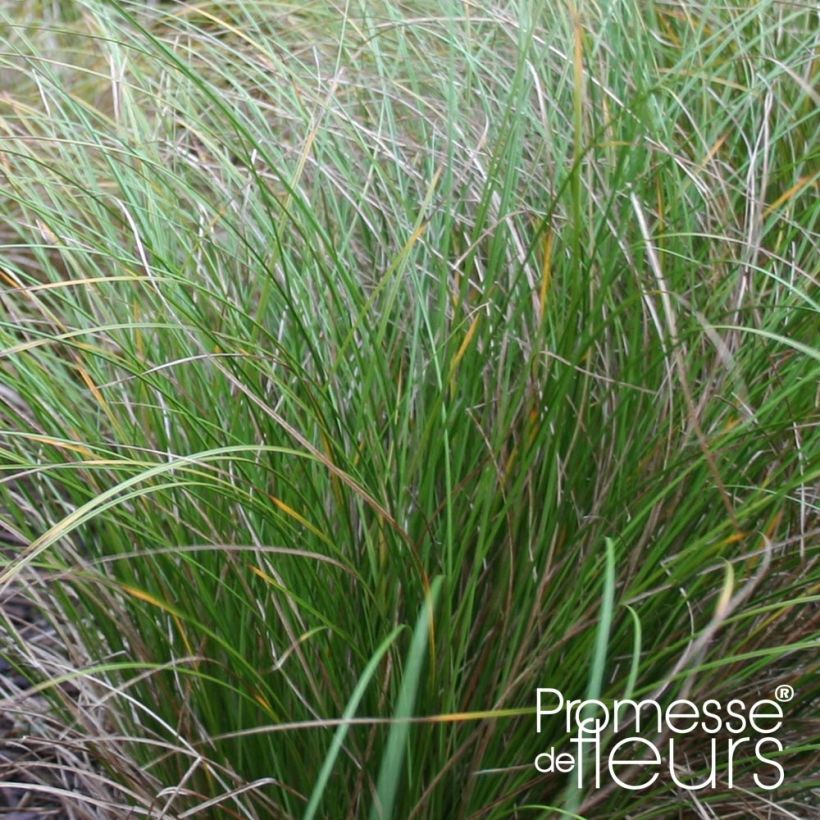 Carex flagellifera Kiwi - Laîche Kiwi  (Foliage)