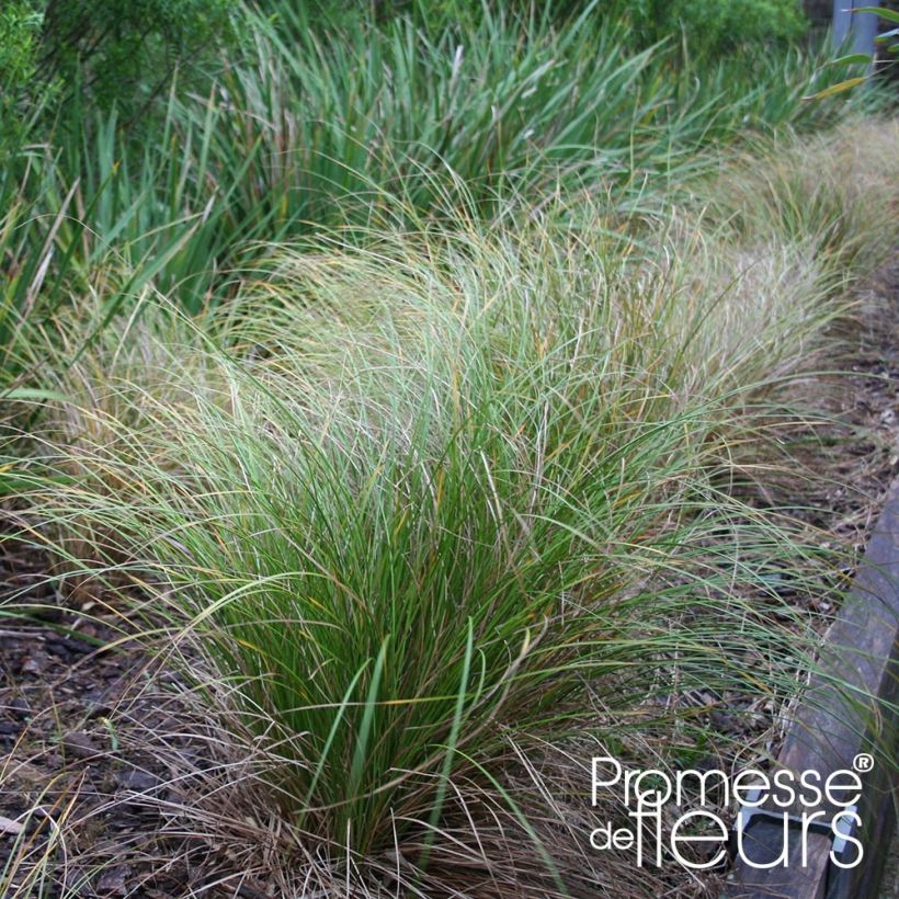 Carex flagellifera Kiwi - Laîche Kiwi  (Plant habit)