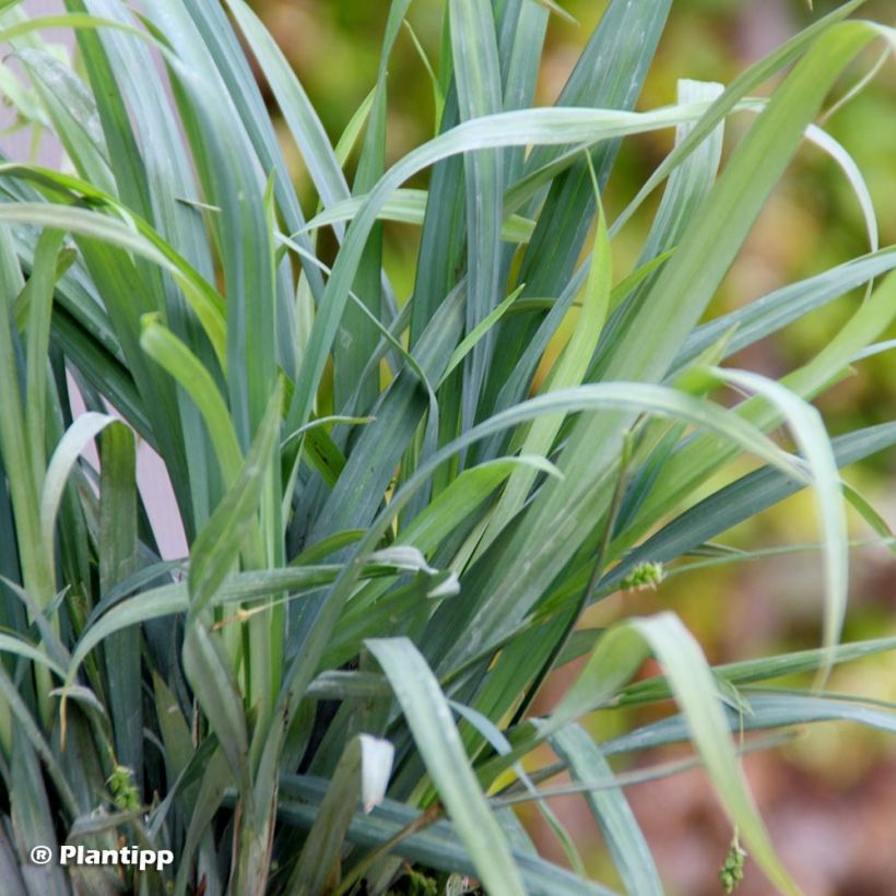 Laîche Bunny Blue (Foliage)