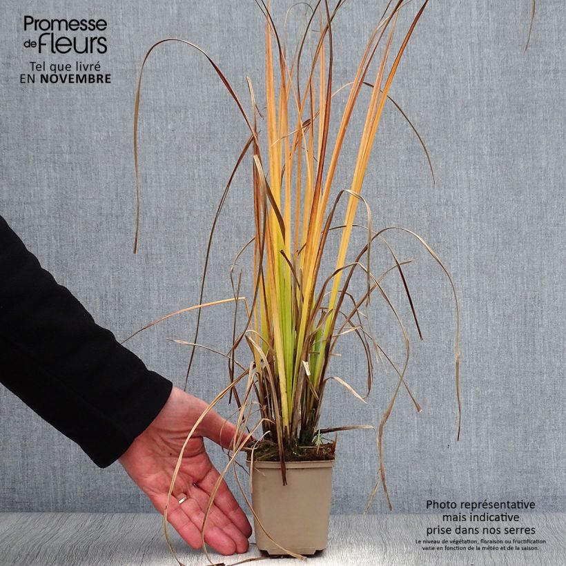 Example of Carex nigra - Laîche noire Godet de 8/9 cm as you get in automne