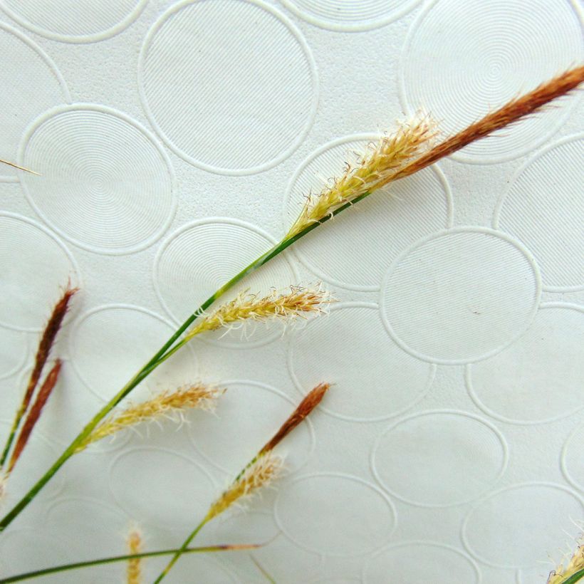Carex oshimensis Evercream - Laîche d'Oshima (Flowering)