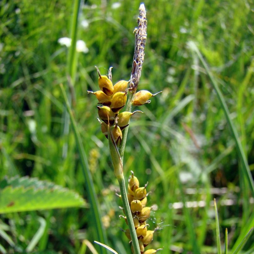 Laîche faux panic (Flowering)