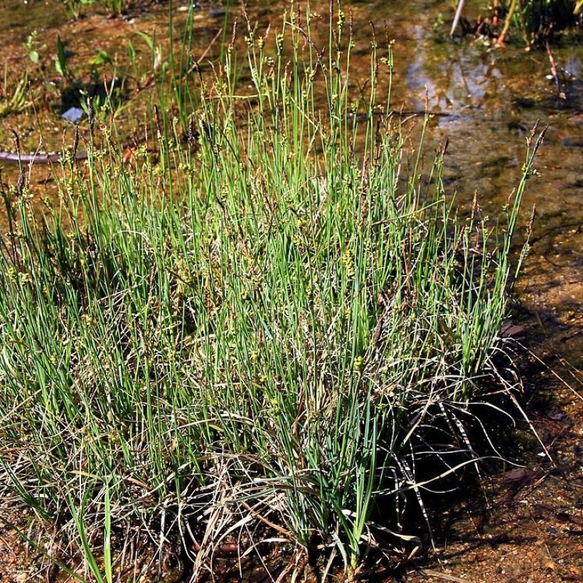 Laîche faux panic (Plant habit)