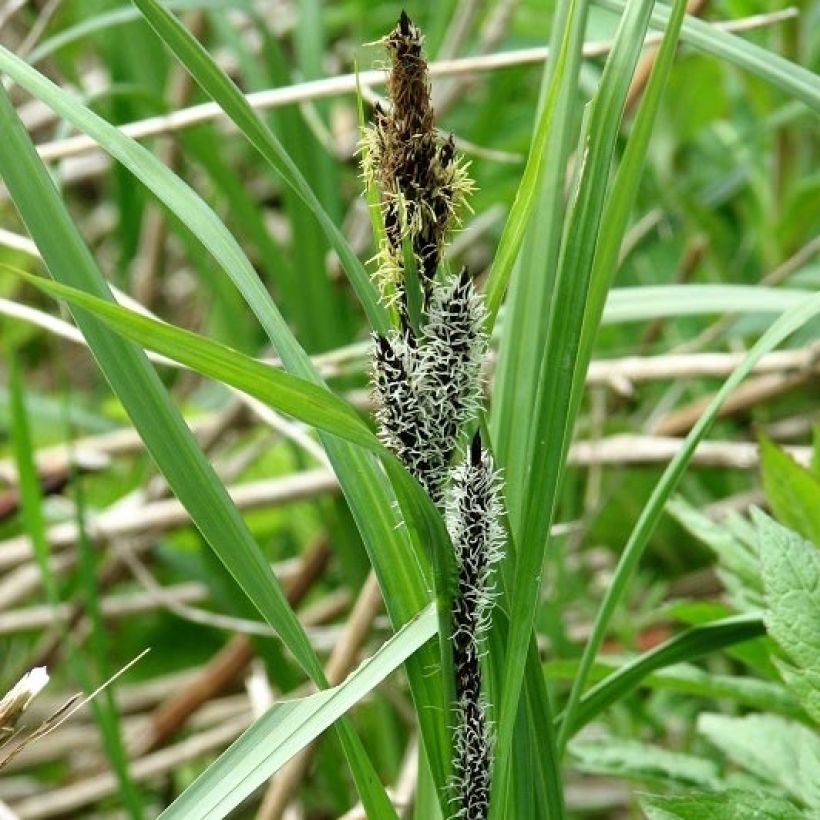 Laîche des rives (Flowering)