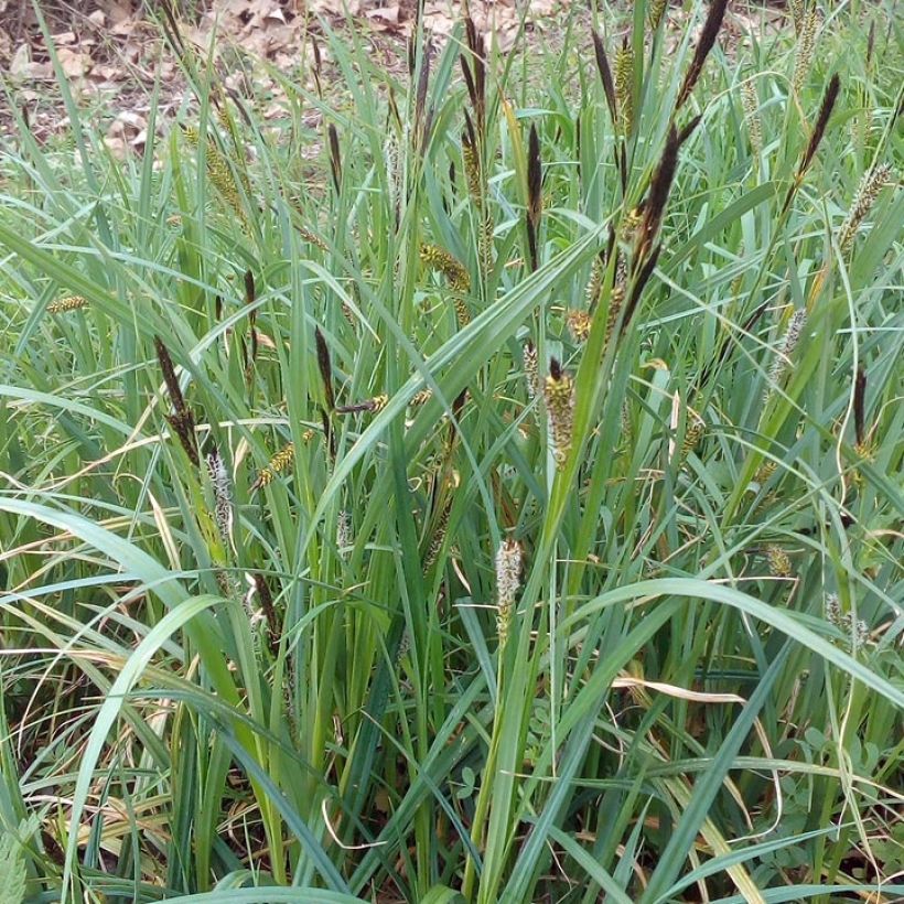 Laîche des rives (Plant habit)