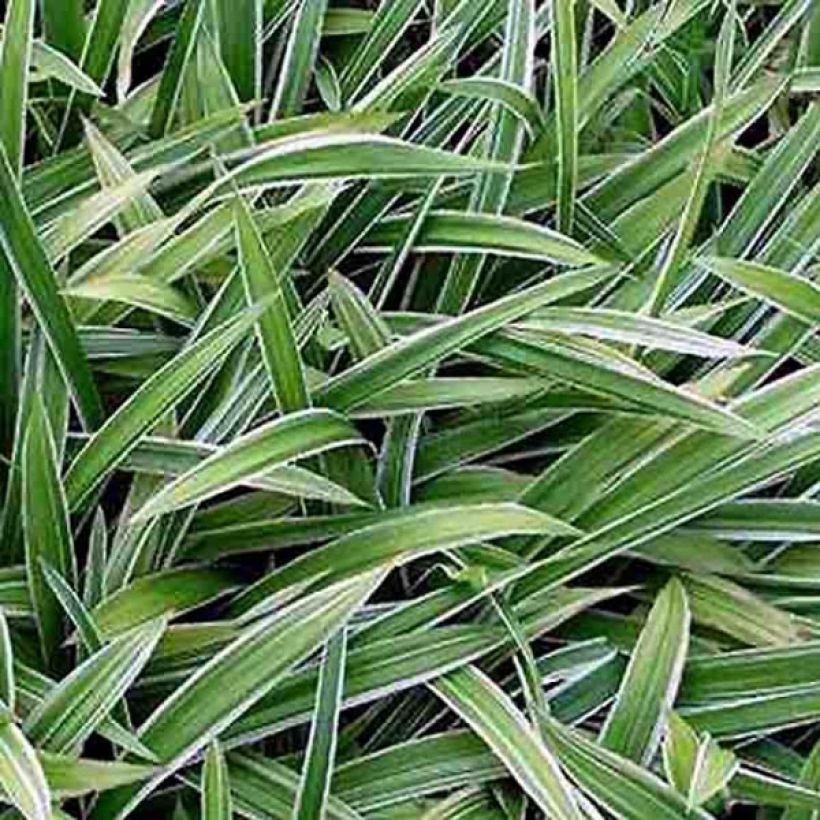 Carex siderosticta Variegata - Laîche (Foliage)