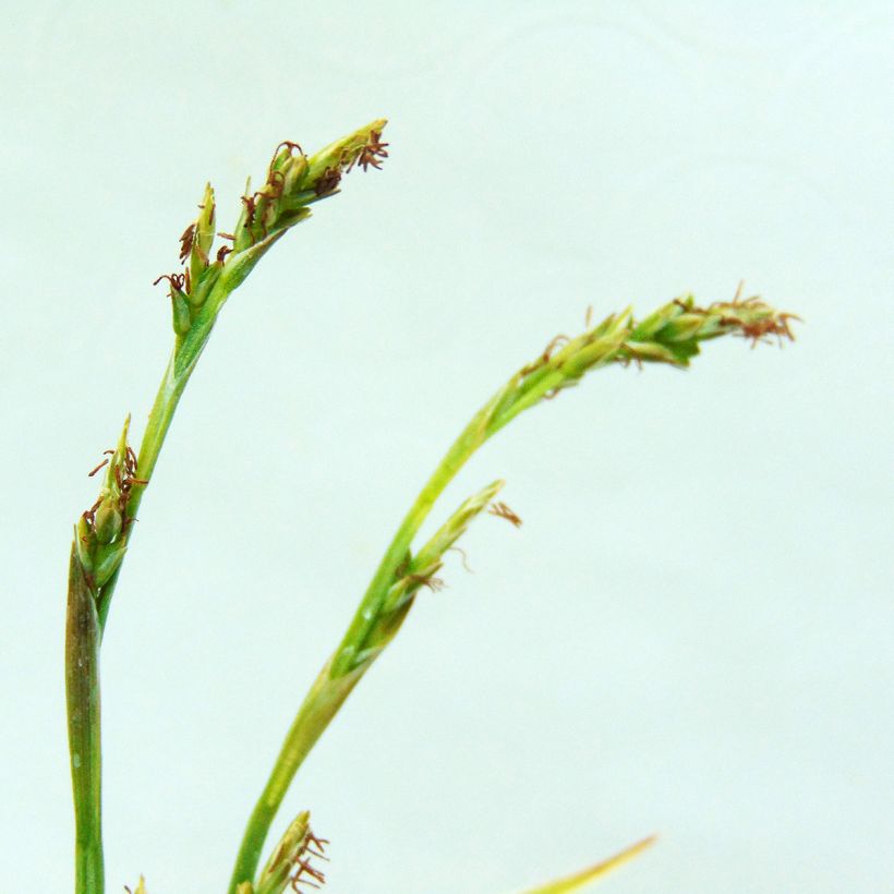 Carex siderosticta Variegata - Laîche (Flowering)