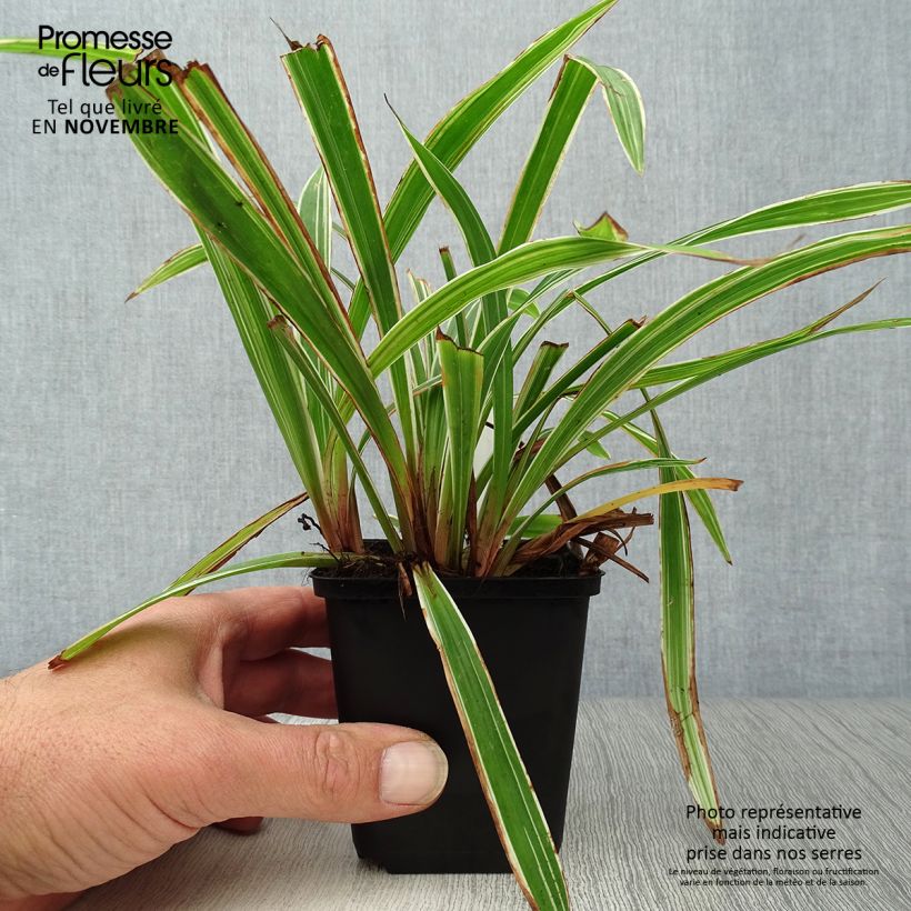 Example of Carex siderosticta Variegata - Laîche Godet de 8/9 cm as you get in automne