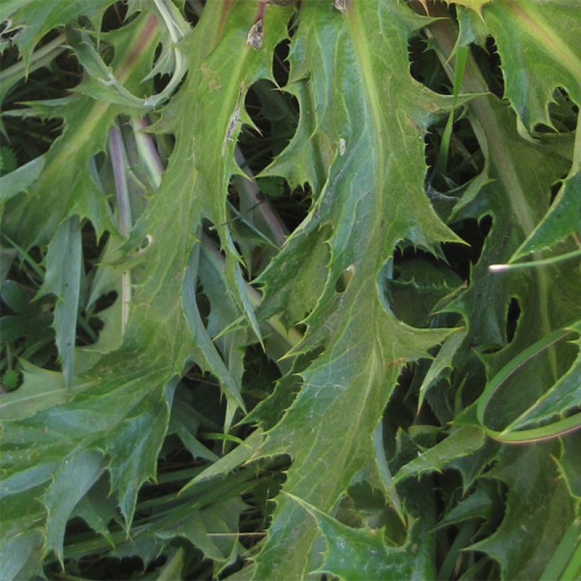 Carlina acanthifolia - Carline à feuilles d'acanthe (Foliage)