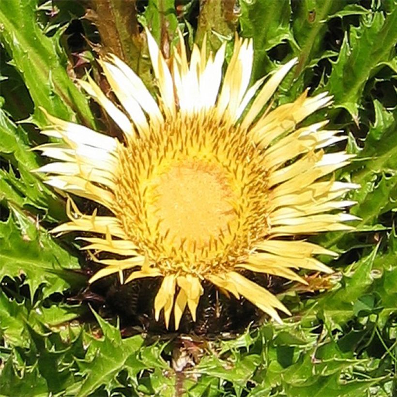 Carlina acanthifolia - Carline à feuilles d'acanthe (Flowering)