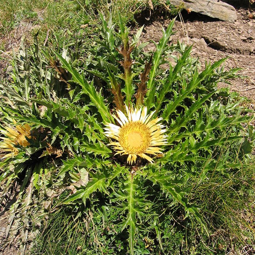 Carlina acanthifolia - Carline à feuilles d'acanthe (Plant habit)