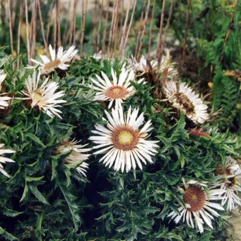 Carlina acaulis ssp. simplex - Carline à tige courte, des Alpes (Plant habit)