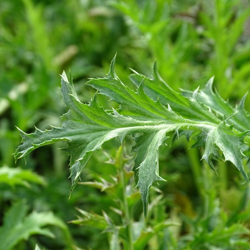 Carlina acaulis ssp. simplex - Carline à tige courte, des Alpes (Foliage)