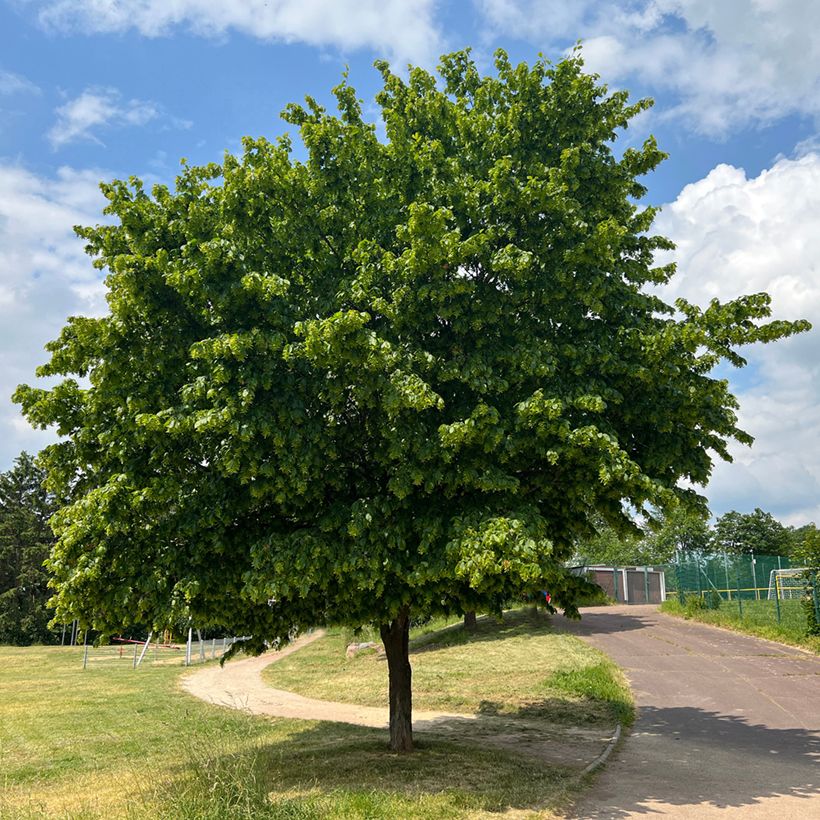 Carpinus betulus Fastigiata - Charme fastigié (Plant habit)