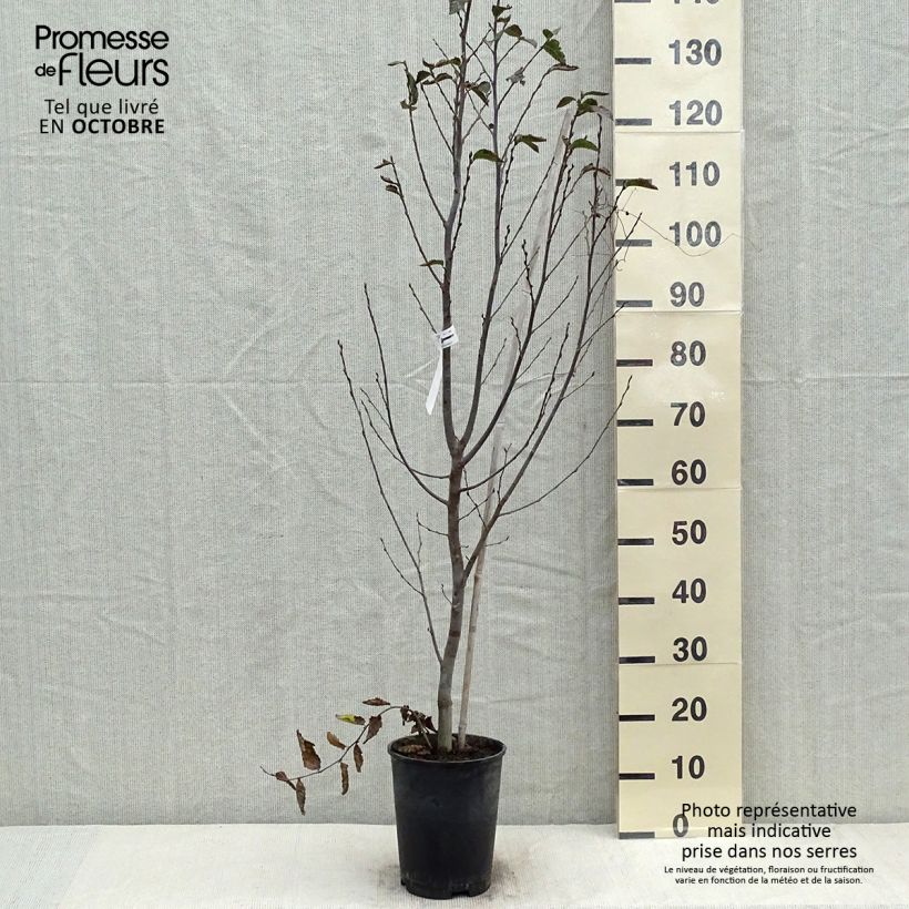 Example of Carpinus betulus Orange Retz - Charme commun  Pot de 4L/5L as you get in automne