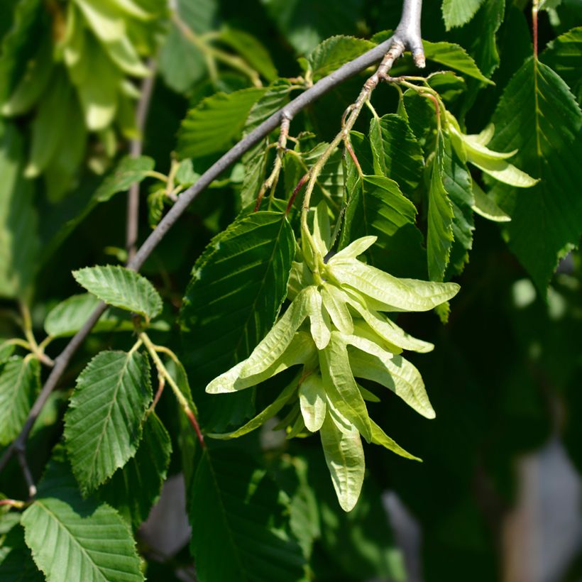 Carpinus betulus Pendula - Charme commun pleureur (Flowering)