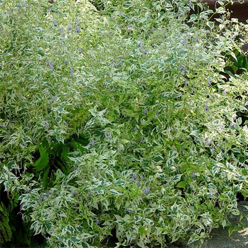 Caryopteris divaricata Electrum - Barbe bleue (Foliage)