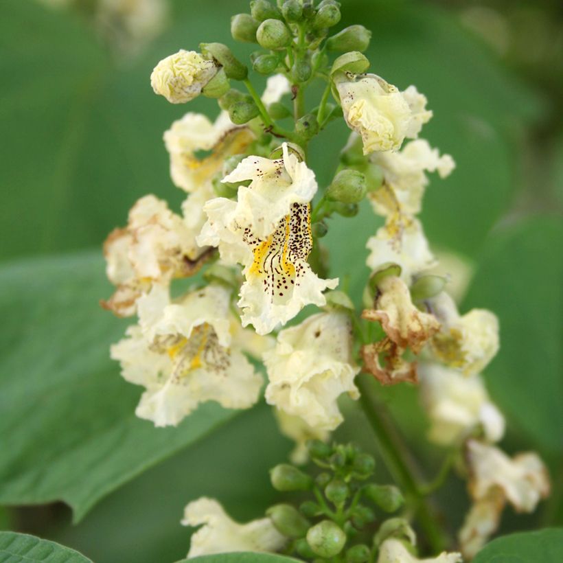 Catalpa ovata Slender Silhouette - Catalpa de Chine (Flowering)