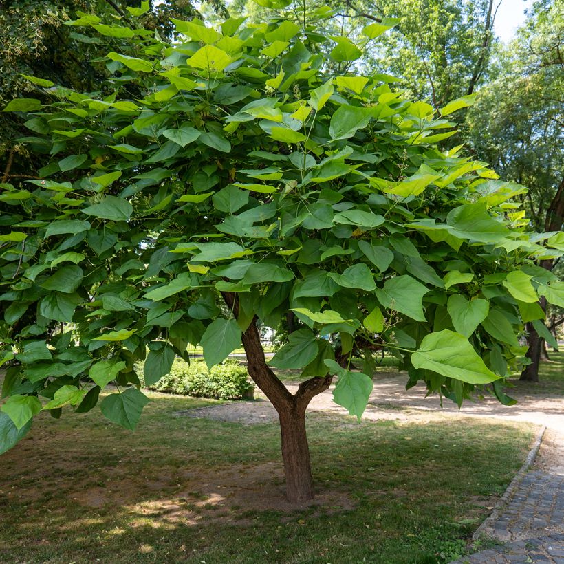 Graines de Catalpa commun - Catalpa bignonioides (Plant habit)